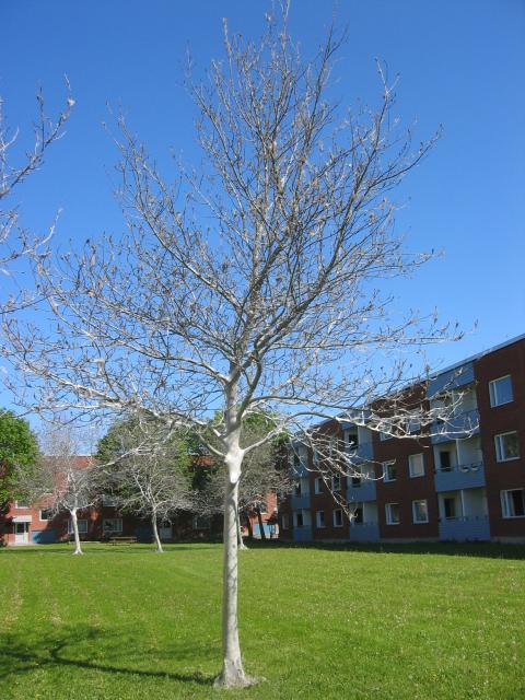 Närmare och närmare 1