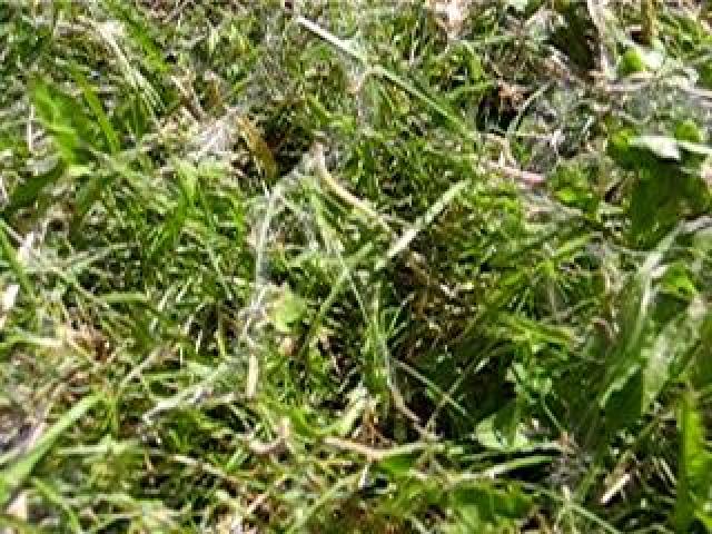 Äckligare och äckligare